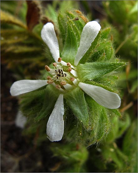 sm 416 Point Reyes Horkelia.jpg - Point Reyes Horkelia (Horkelia marinensis): Flower is considered rare or threatened by the CNPS.